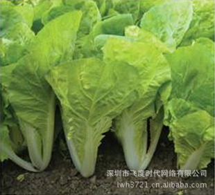 四季白菜