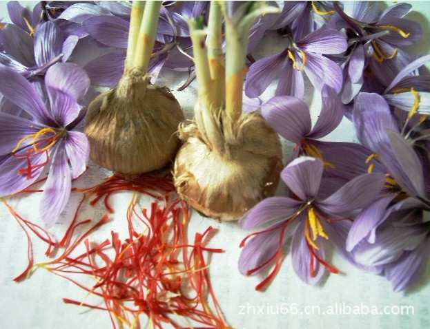 产品中心 花卉种子种苗 番红花 又名西红花 藏红花种球 1.