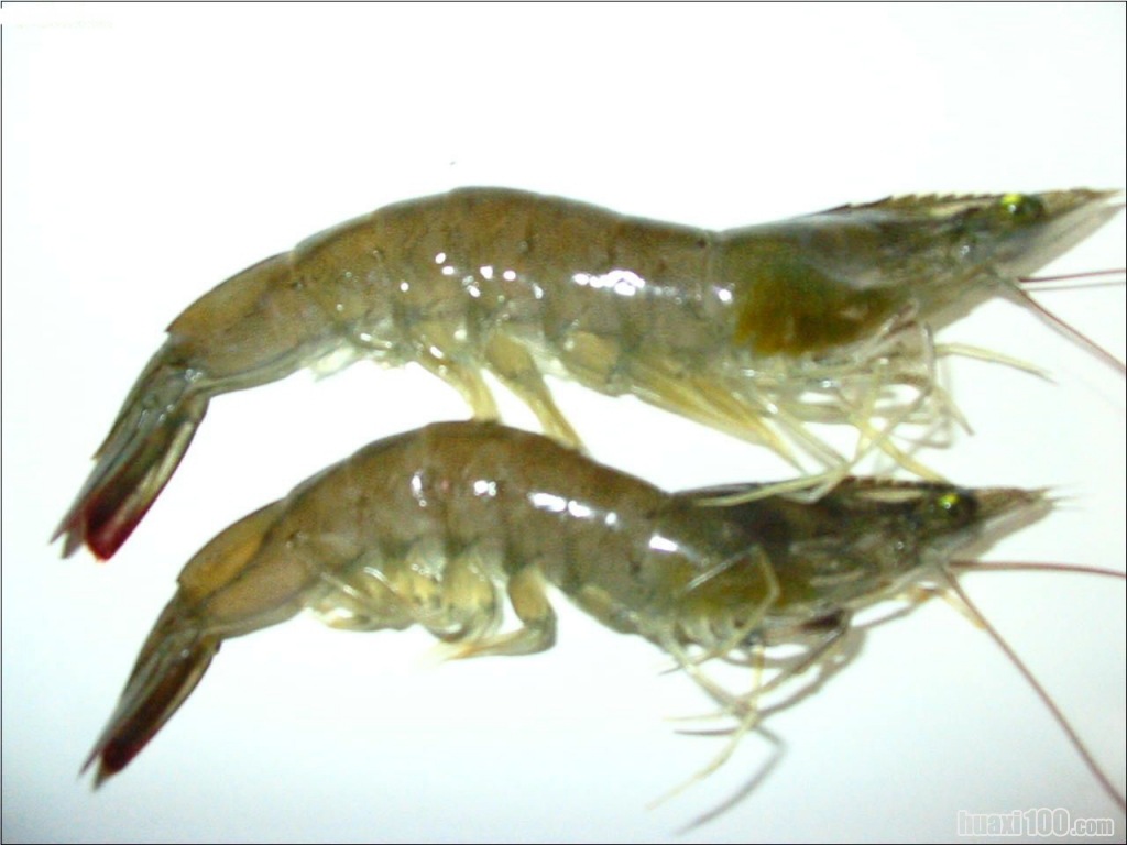 2012年大量批发供应南美对虾科富水产养殖场