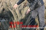 供应 偃柏 偃柏小苗 苏联偃柏 偃柏工程苗 柏树 偃柏价格