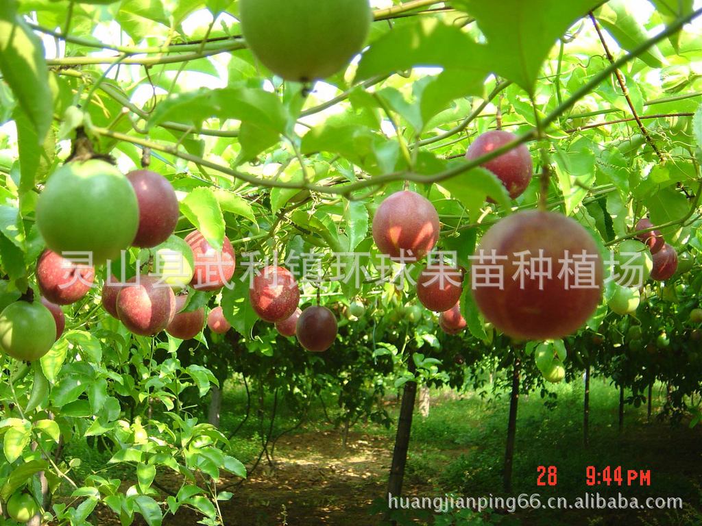 果树-供应巨无霸百香果苗圃|百香果苗|西番莲|鸡