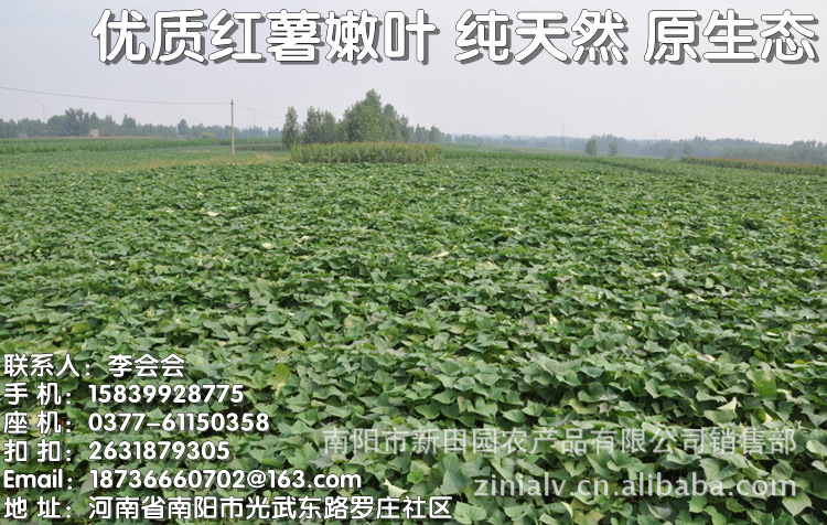 【地瓜叶 地瓜经 干货 脱水蔬菜 特级干货 干货