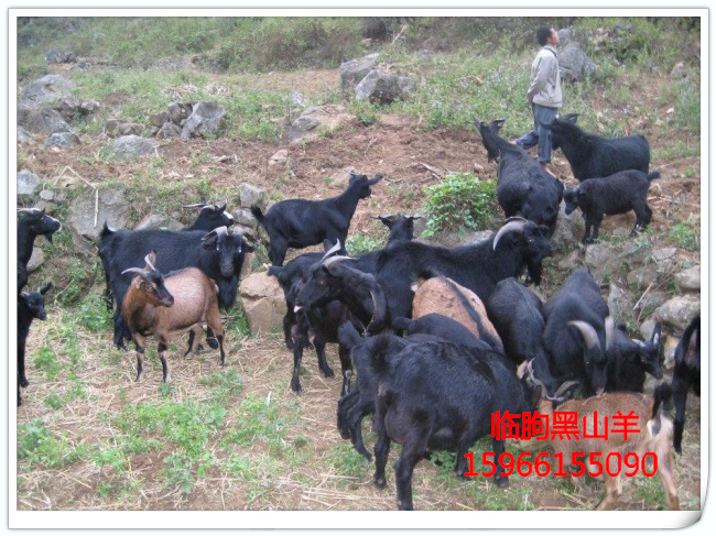 常期销售肉羊免费提供黑山羊养殖