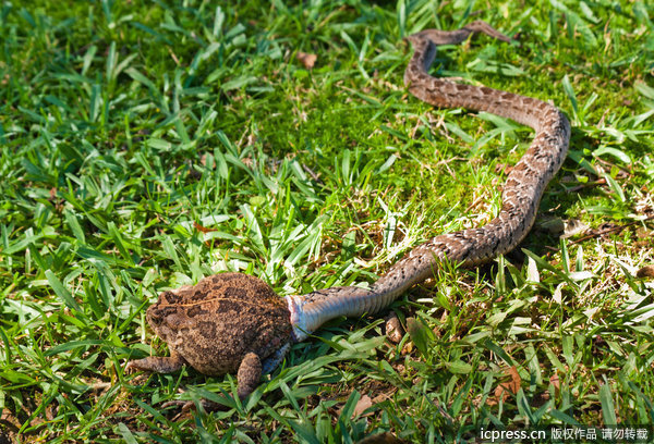 摄影师拍南非毒蛇大口吞咽青蛙震撼场面_梦想