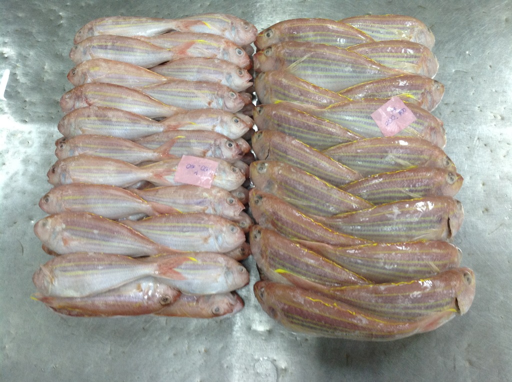 【【华祥水产】冷冻海产 长期供应 金线鱼 冻金