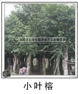 小叶榕 