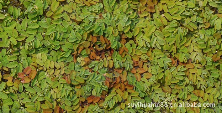 浮性水草酒杯槐叶苹 槐叶苹 槐叶苹 蜈蚣漂 净化水质必备