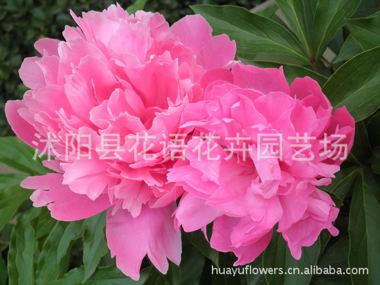 优质芍药种根 优质芍药种根