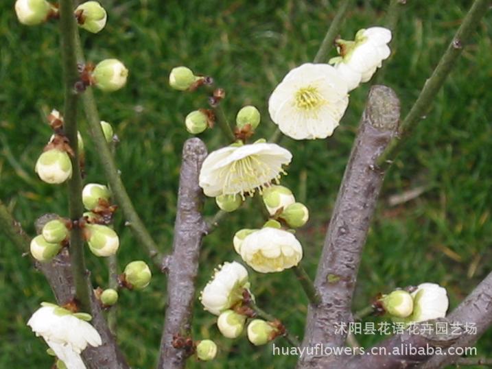 绿梅苗图片 绿梅苗图片