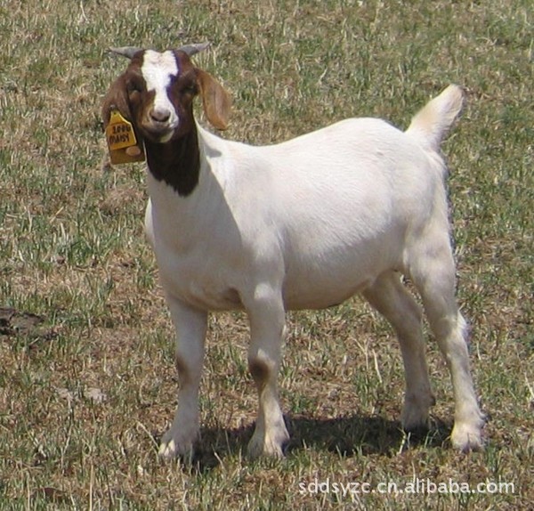 想养殖选择品种是观念，东山繁育基地售优质波尔山羊