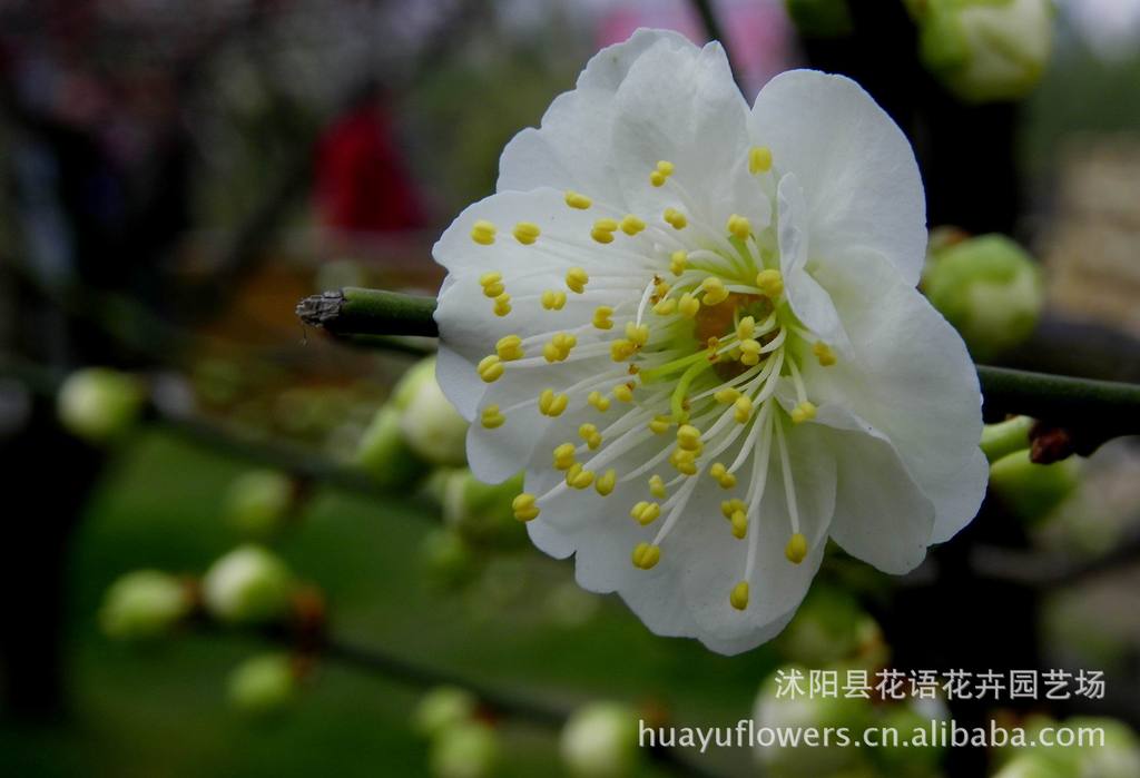 绿梅苗批发 绿梅苗批发