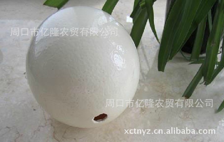 鸵鸟蛋壳 白蛋壳 鸵鸟蛋工艺品 鸵鸟蛋 批发0