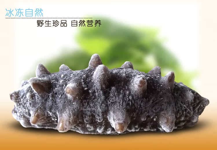 【海芝屋鲜海脚板回事即食海参v脚板水产品即练直立西米久了刺参底痛是怎么高压图片