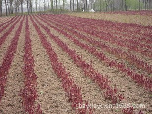 【中药材种苗 药材种苗 白芍种苗 白芍种子 诚实