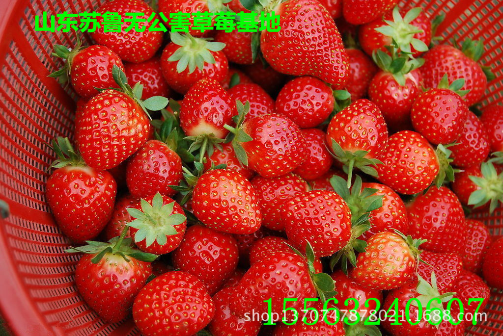 山东苏鲁无公害草莓基地29
