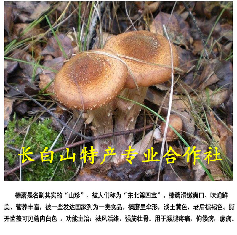【实在人】东北野生蘑菇 野生珍蘑 长白山野生榛蘑 250克/包