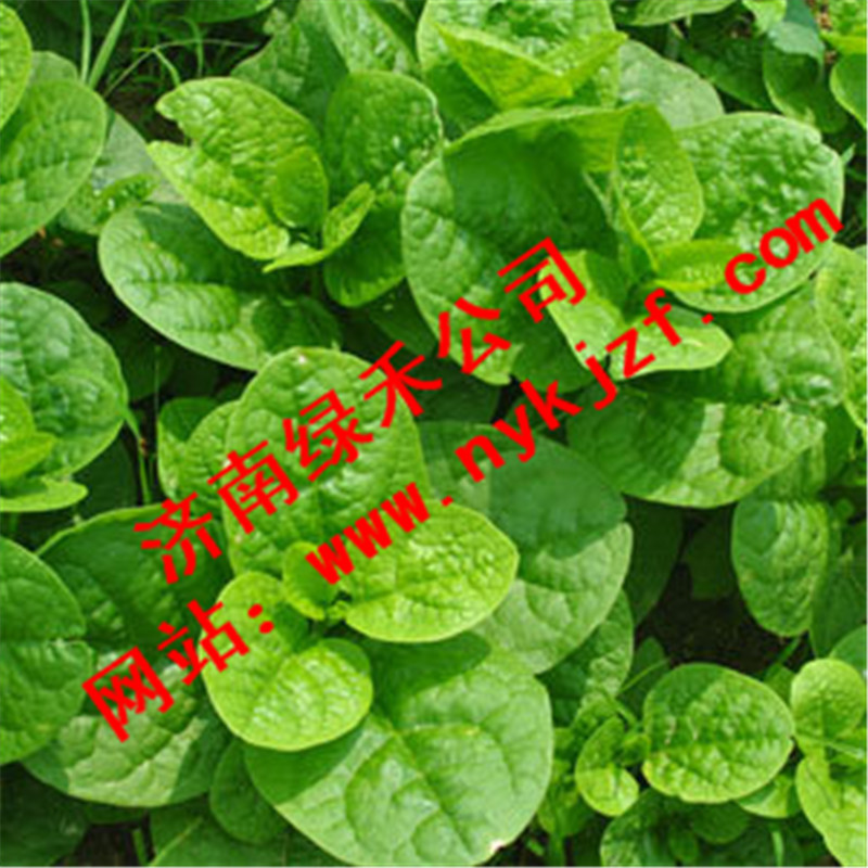 蔬菜种子、种苗-木耳菜种子 豆腐菜种子 野菜种
