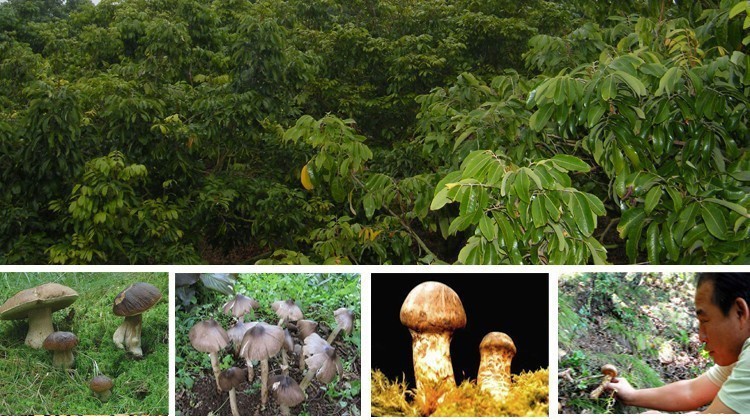 林享坊<em>松茸-图片</em>照片 - 阿里巴巴商人论坛