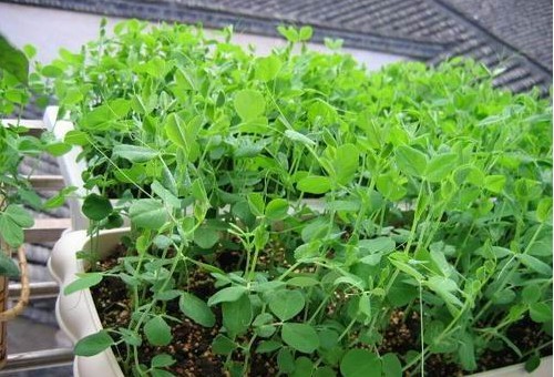蔬菜种子、种苗-蔬菜种子 豌豆苗种子 安豆苗