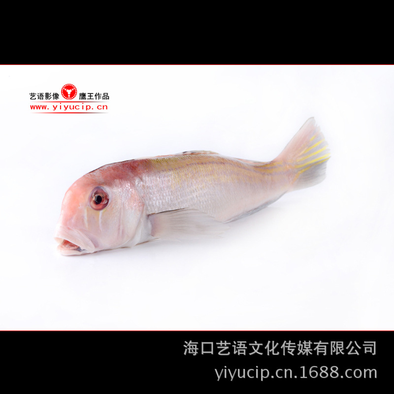 DSC_8507马头鱼
