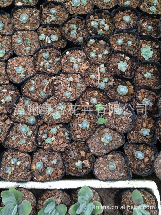 仙人掌及多浆植物-产地批发<em>多肉</em>植物 景天 子持
