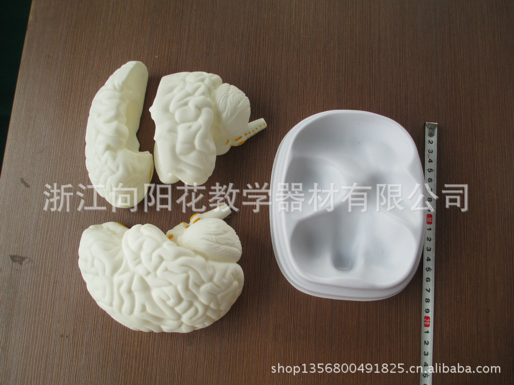 【3307 脑解剖模型 三部件 生物医疗教学模型】