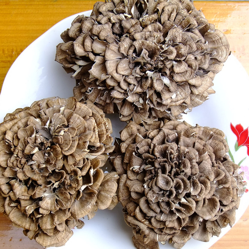 2013年吉全特供云南野生新鲜舞茸食用菌新鲜灰树花批发150g盒