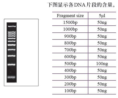 DNA Marker、 Protein Marker 诺派生物