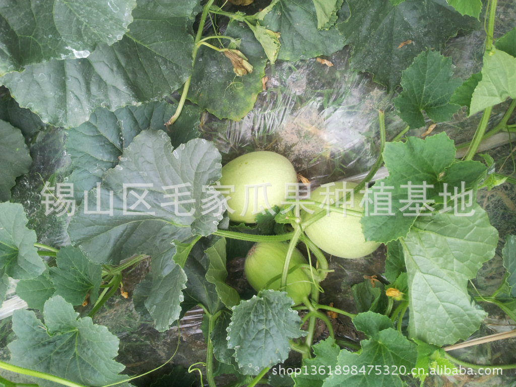 无锡本地香瓜新鲜上市 图片