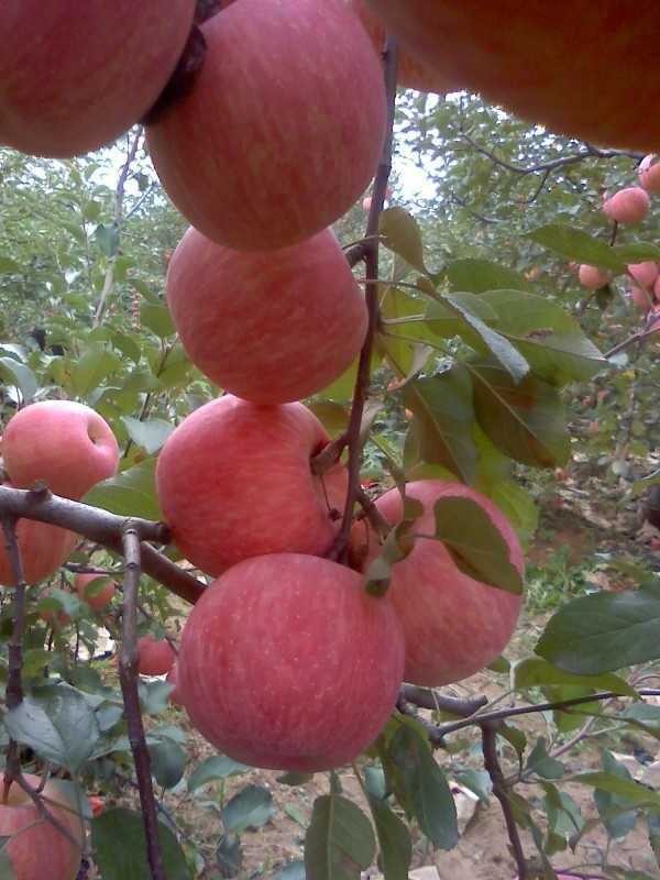 【吉县苹果批发】价格,厂家,图片,苹果,壶口特产