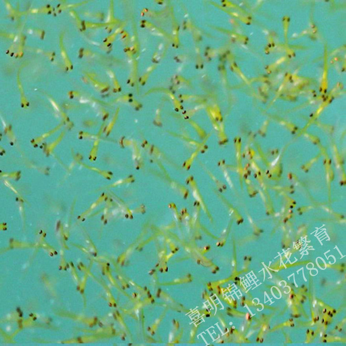 专业观赏鱼养殖基地直销各类优质锦鲤水花鱼苗