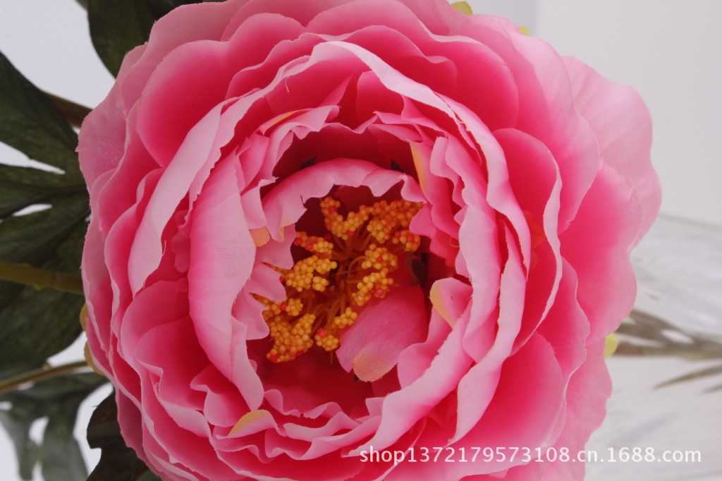 把牡丹5(Peony Bouquet) SJB1244