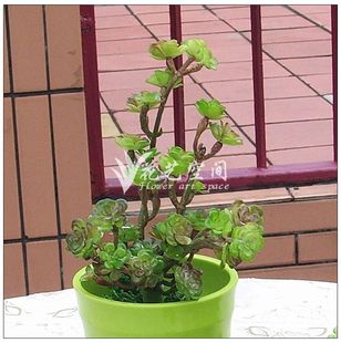 批发采购仿真植物-质量第一 长枝仙藤 多肉仿真