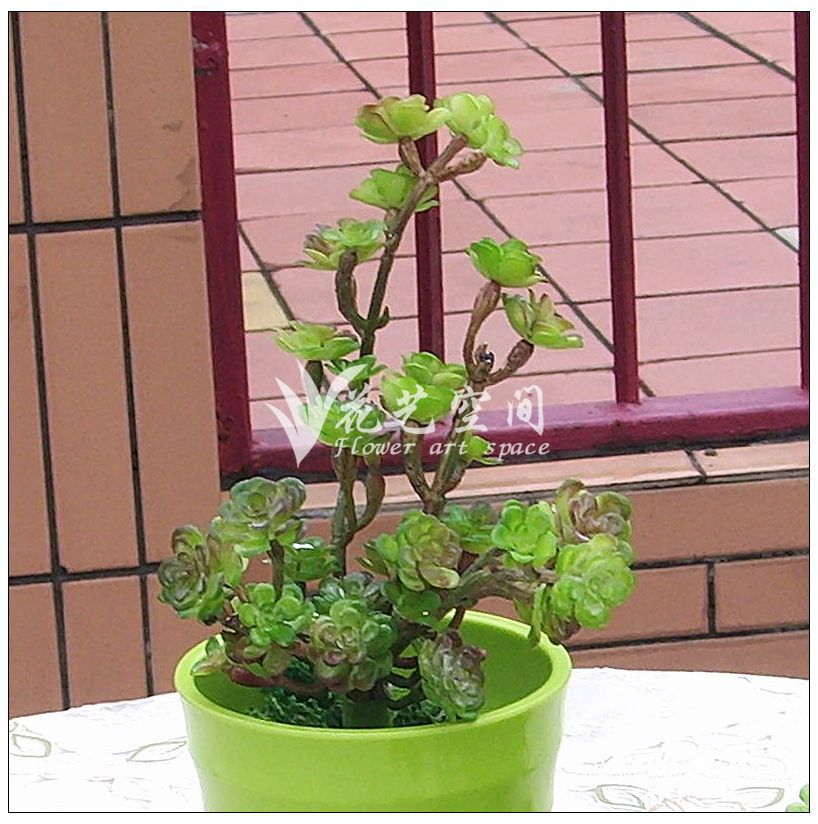 批发采购仿真植物-质量第一 长枝仙藤 多肉仿真