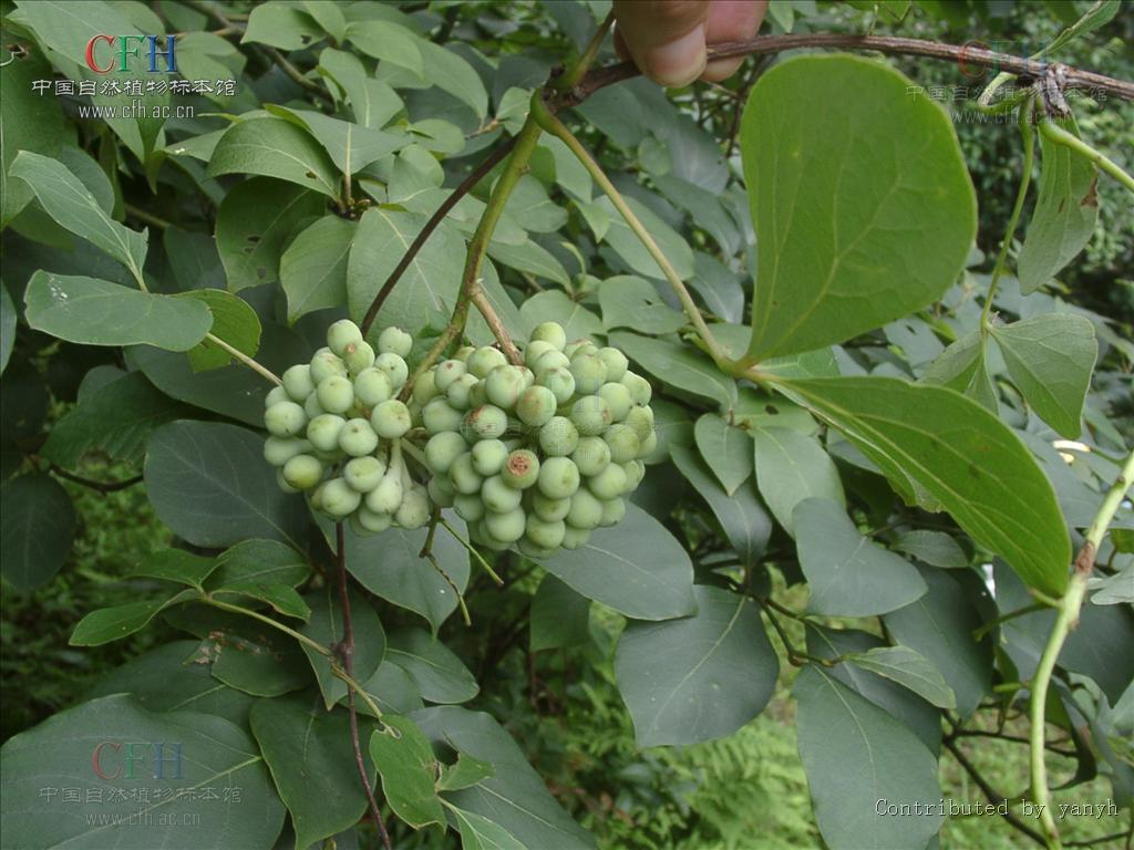 出,互生;花单性异株,辐射对称,花瓣6,极小,花萼6,花瓣状;果实为聚合果