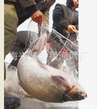 捕鱼刺网_刺网价格_优质刺网批发\/采购