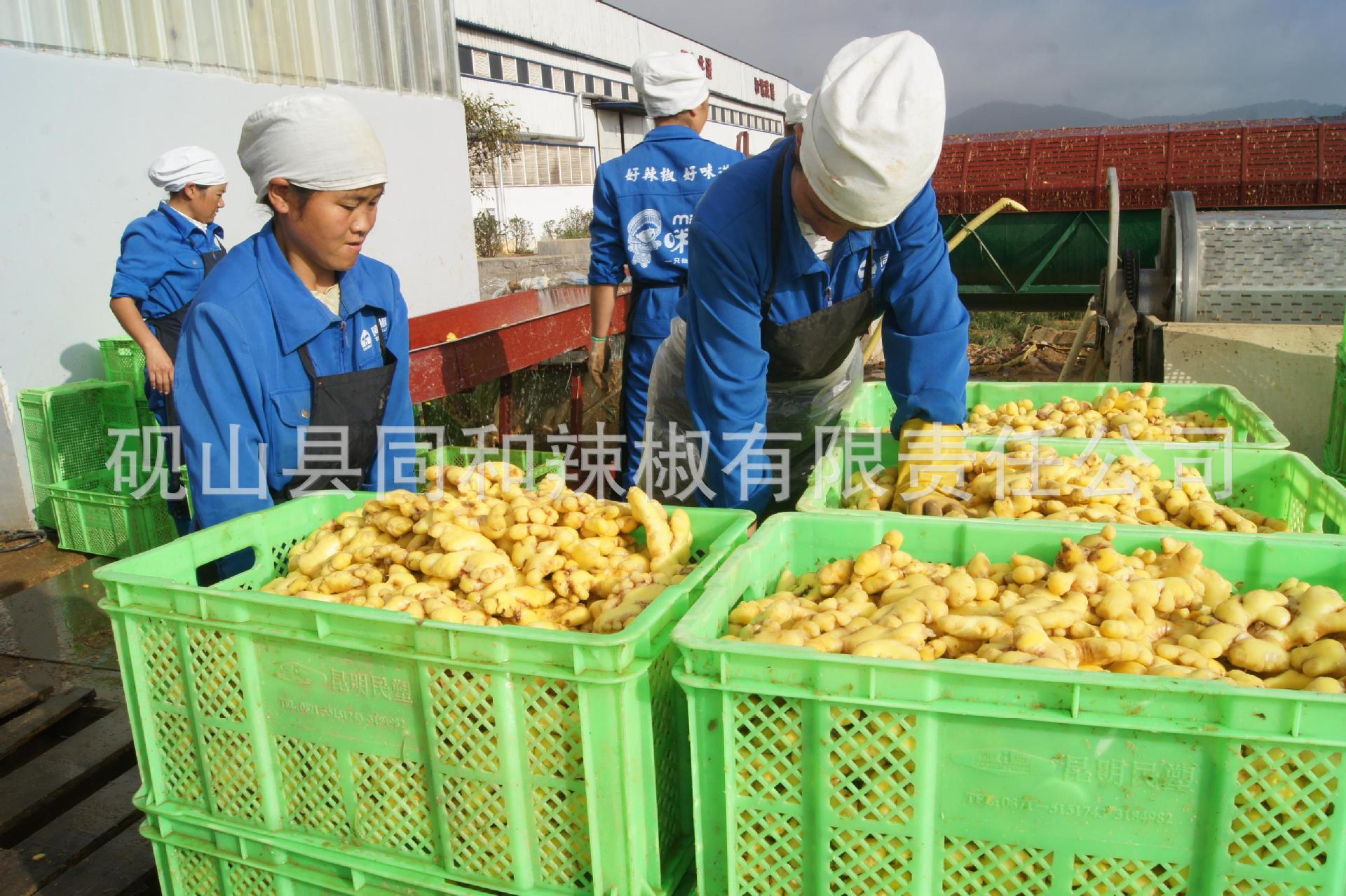 罗平小黄姜,供应云南特产腌渍罗平小黄姜,提供代加工,出租腌渍