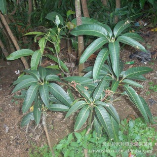 果树-供应果苗 芒果苗 桂七芒果苗 又名青皮芒