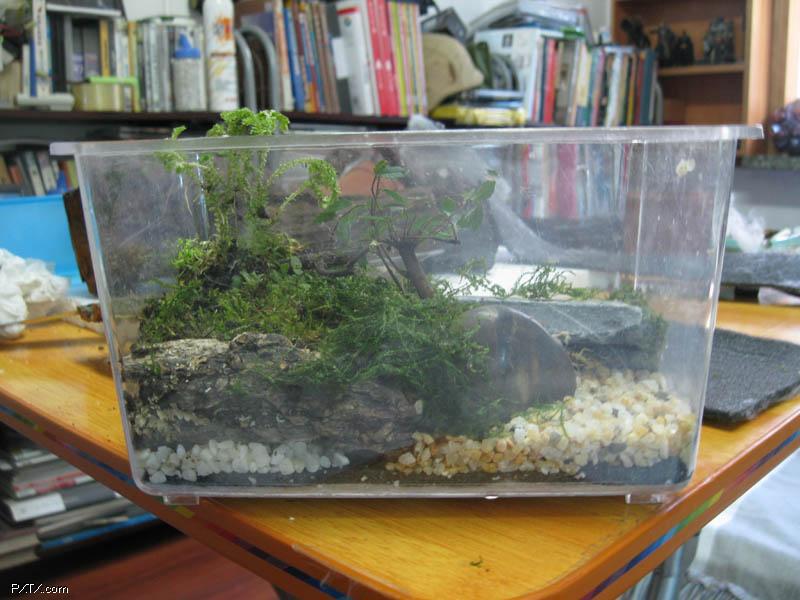 特种珍禽-东方小蝾螈(中国火龙)--深山泉水里的