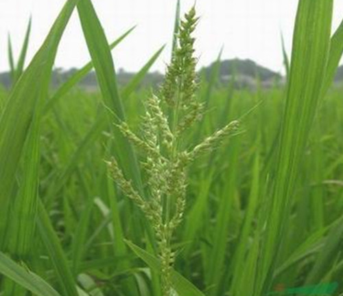 厂价直销水稻田除草剂野老