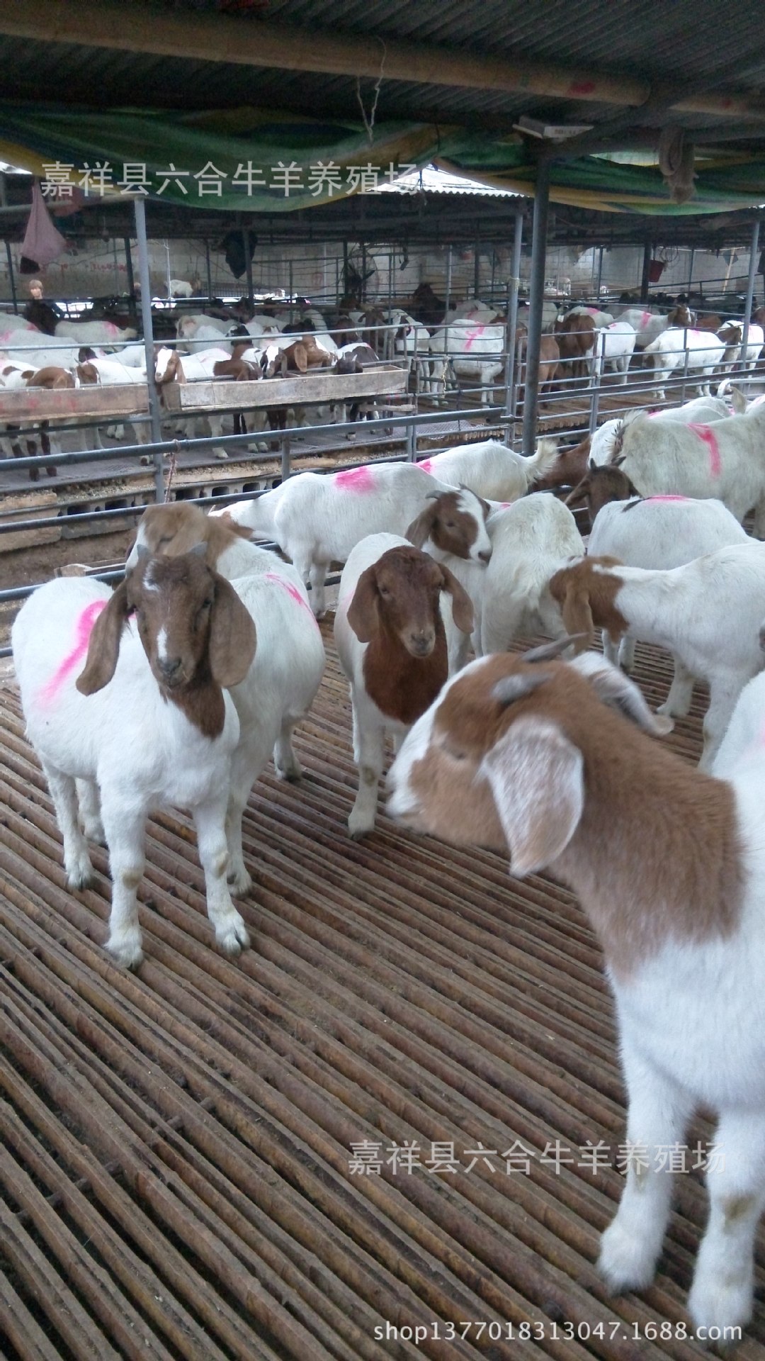 羊-供应农家波尔山羊 努比亚山羊 麻羊适应南方