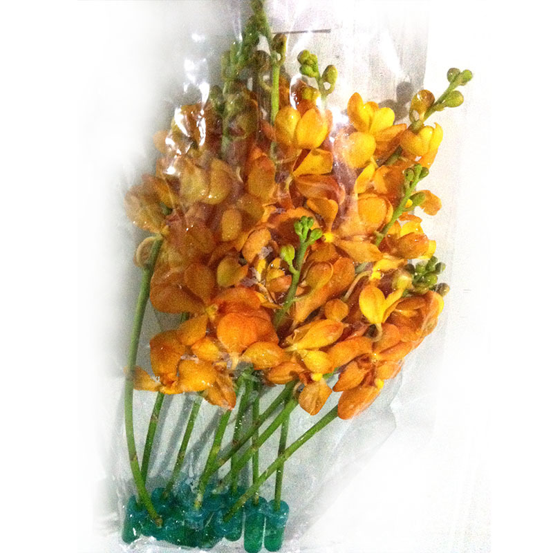 【泰国进口(千代兰) 昆明鲜花批发 云南鲜花 进