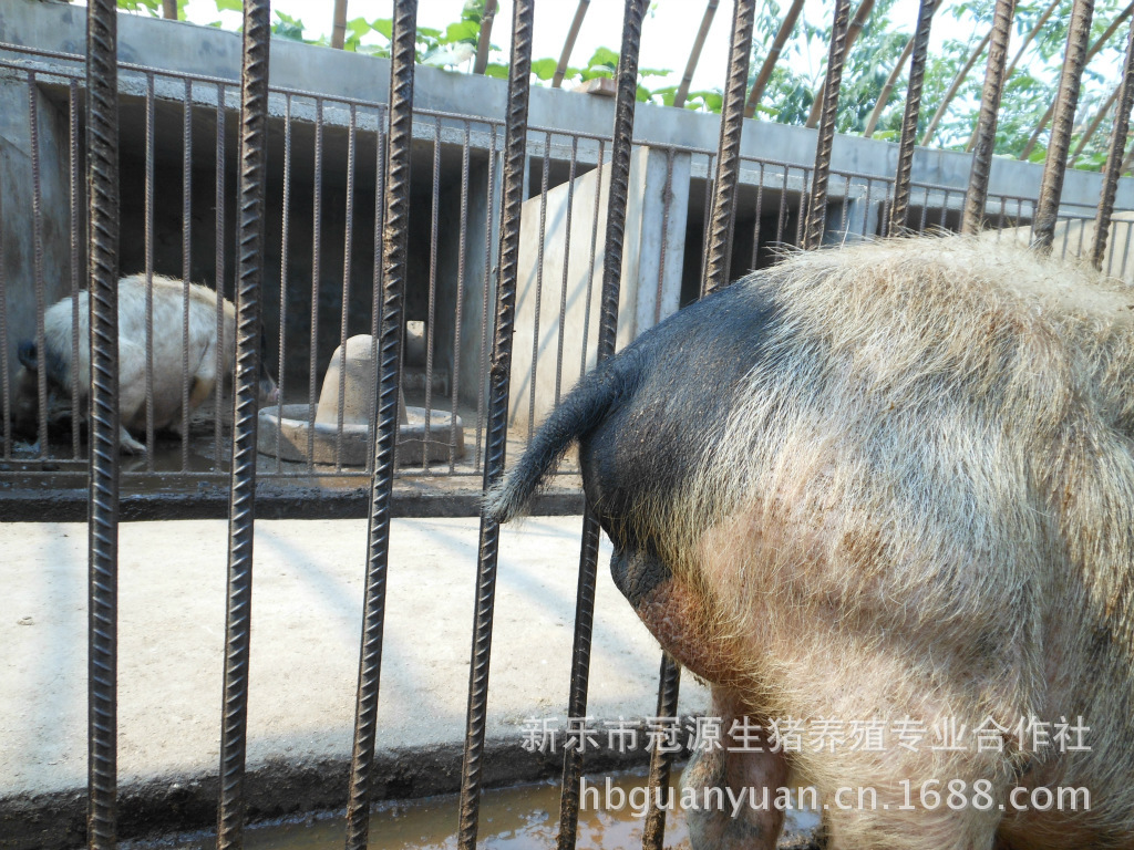 河北巴马香猪特种养殖场