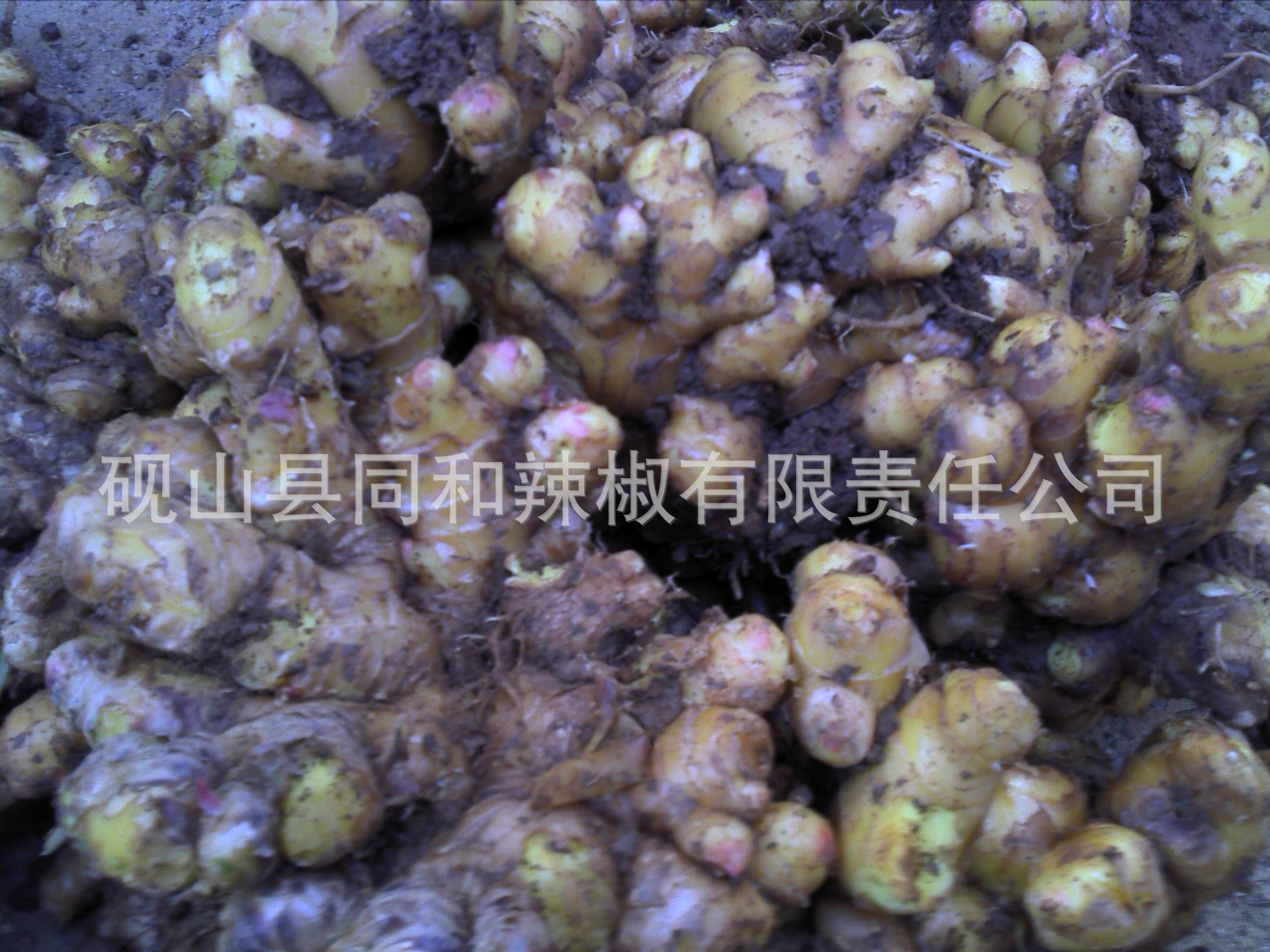 云南生姜/云南生姜价格/报价