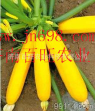 【香蕉西葫芦】香蕉西葫芦价格\/图片_香蕉西葫