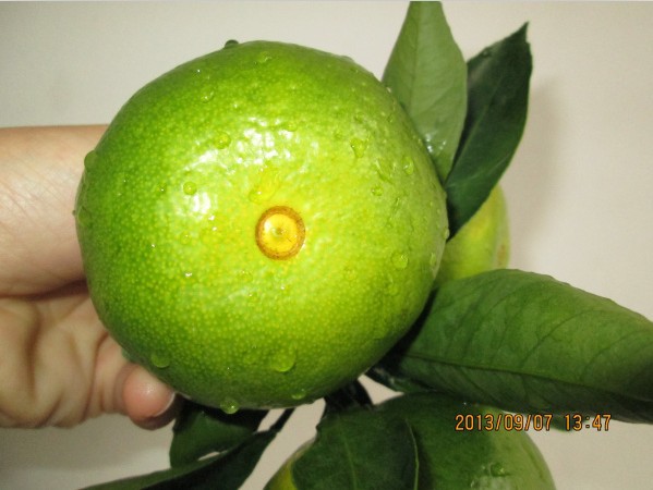 【湖南石门柑橘,早熟蜜橘大量批发】