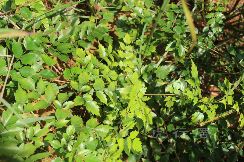 野生藤茶 又名茅岩霉/苦甘露 梗少杂质少 产地直销 年