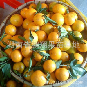 【皇帝贡柑】皇帝贡柑价格\/图片_皇帝贡柑批发