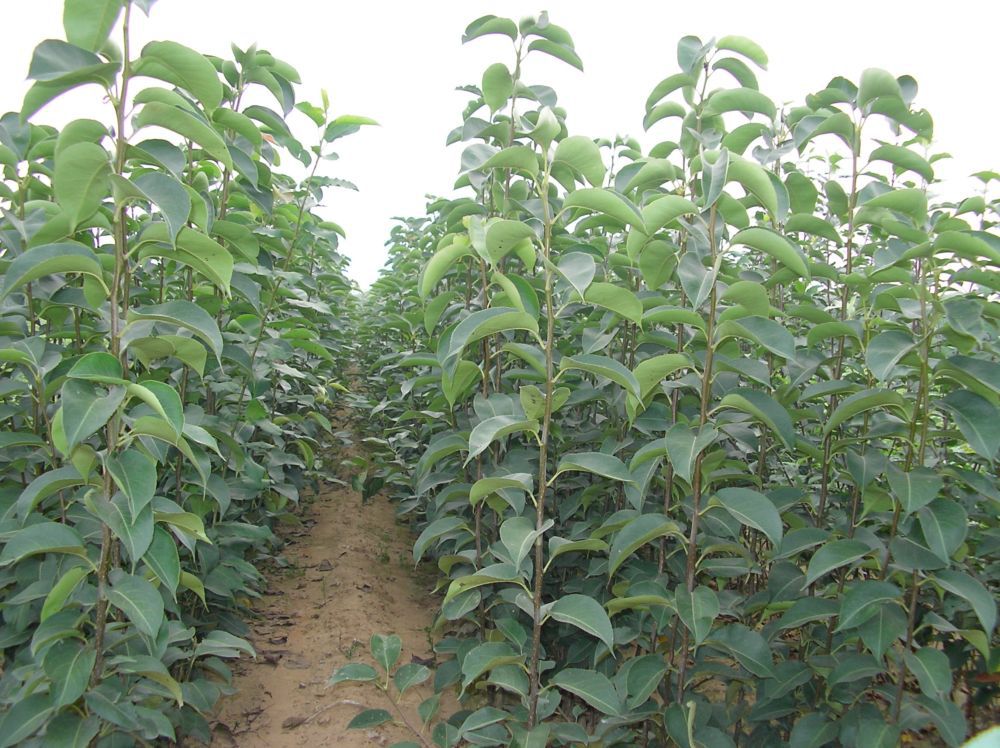 梨树、晚秋黄梨树苗、梨树树苗图片,梨树、晚