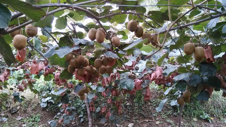 猕猴桃-求购翠香猕猴桃--阿里巴巴采购平台求购